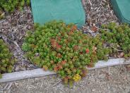 Carpet Stonecrop