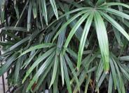 Rattan Palm